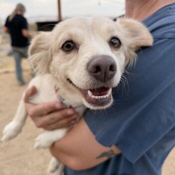 Bella -  Chihuahua Dog for Adoption in Yucca Valley, California - Bella | PetCurious
