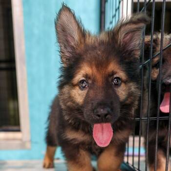 Lanzo -  German Shepherd Dog Dog for Adoption in Bradenton, Florida - Lanzo | PetCurious
