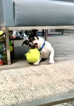 Jack Russell Terrier Dogs Available for Adoption in Lockhart, Texas - Scooter Is A Happy Low-rider | PetCurious