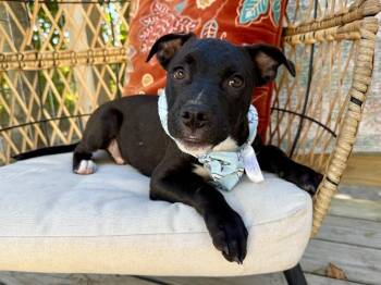 Ryder Ready to Be Yours -  Pit Bull Terrier and Black Labrador Retriever Dog for Adoption in Friendswood, Texas - Ryder Ready To Be Yours | PetCurious
