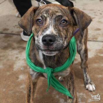Shepherd and Plott Hound Dogs Available for Adoption in Washington, District Of Columbia - James | PetCurious