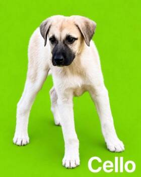 Cello -  Saint Bernard and German Shepherd Dog Dog for Adoption in Morton Grove, Illinois - Cello | PetCurious