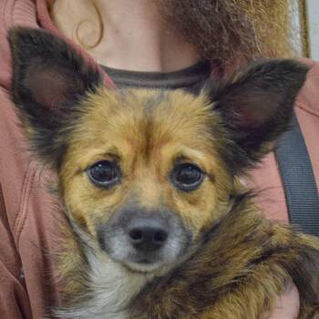 Bella -  Chihuahua and Papillon Dog for Adoption in Huntley, Illinois - Bella | PetCurious