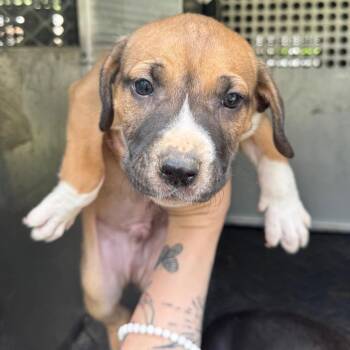 Pit Bull Terrier Dogs Available for Adoption - Grizzly | PetCurious