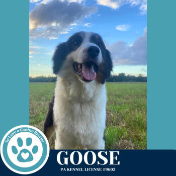 Rescue Australian Shepherd Dogs for Adoption in Kimberton, Pennsylvania - Goose 112225 | PetCurious