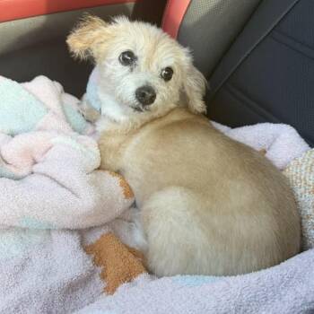 Ms. Kitty -  Maltese Dog for Adoption in Conroe, Texas - Ms. Kitty | PetCurious