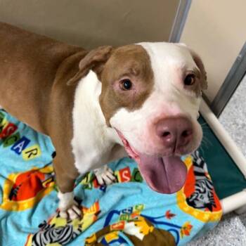 Kacey -  Pit Bull Terrier Dog for Adoption in St. Augustine, Florida - Kacey | PetCurious