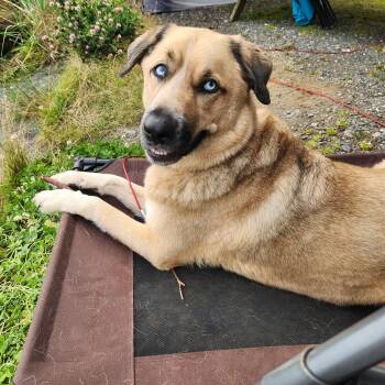 Husky Dogs Available for Adoption in Campbell River, British Columbia - Topper | PetCurious