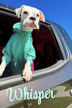 Rescue Boxer Dogs for Adoption in Monticello, New York - Whisper | PetCurious