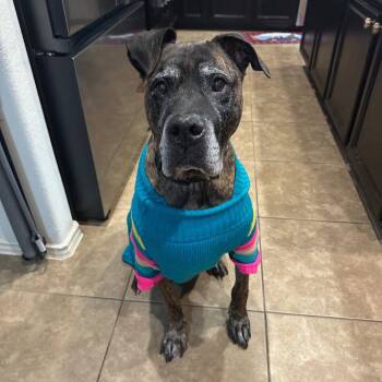 Winston -  Presa Canario Dog for Adoption in Dallas, Texas - Winston | PetCurious