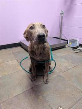 61086556 -  Pit Bull Terrier and Mixed Breed Dog Available for Adoption in El Paso, Texas - 61086556 | PetCurious