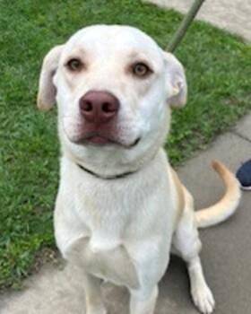 Bing Bong -  Labrador Retriever and Mixed Breed Dog Available for Adoption in Morristown, New Jersey - Bing Bong | PetCurious