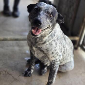 Rescue Australian Cattle Dog Blue Heeler Dogs for Adoption in Mansfield, Texas - Nova | PetCurious