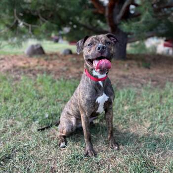 Tilda--In Foster -  Pit Bull Terrier Dog for Adoption in Fargo, North Dakota - Tilda--In Foster | PetCurious