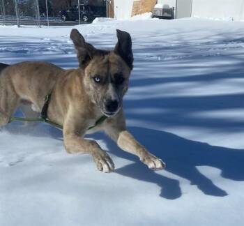 Husky and Mixed Breed Dogs Available for Adoption - DEX | PetCurious