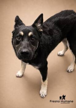 Roxy -  Shepherd and Mixed Breed Dog for Adoption in Fresno, California - Roxy | PetCurious