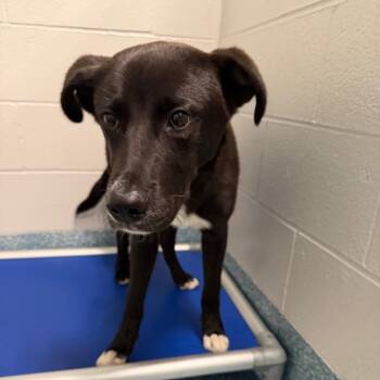 Boy Scout -  Mixed Breed Dog for Adoption in Greensboro, North Carolina - Boy Scout | PetCurious