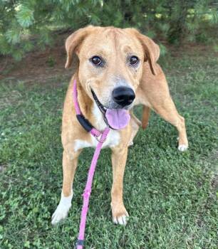 Montana -  Hound Dog for Adoption in Evansville, Indiana - Montana | PetCurious