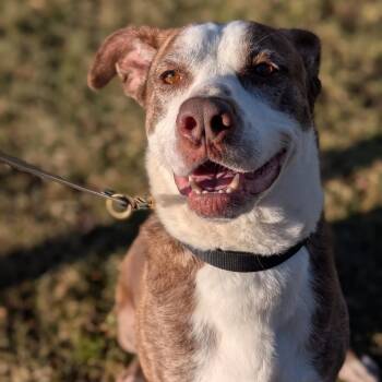 Pit Bull Terrier Dogs Available for Adoption - Kirby | PetCurious