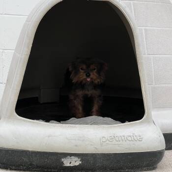 Oogie -  Yorkshire Terrier Dog for Adoption in Fairmont, Minnesota - Oogie | PetCurious