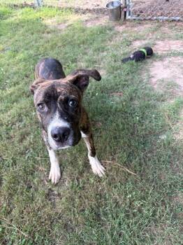 Bento -  Boxer Dog for Adoption in Little Rock, Arkansas - Bento | PetCurious