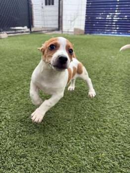 Radish -  Beagle Dog for Adoption - Radish | PetCurious