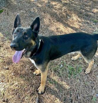 German Shepherd Dog Dogs Available for Adoption - Quincy | PetCurious