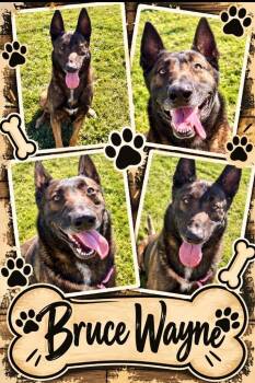 bruce -  Belgian Shepherd Malinois and German Shepherd Dog Dog for Adoption in Rensselaer, Indiana - Bruce | PetCurious