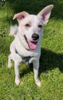 Rooster -  Spitz and German Shepherd Dog Dog for Adoption in Dysart, Iowa - Rooster | PetCurious