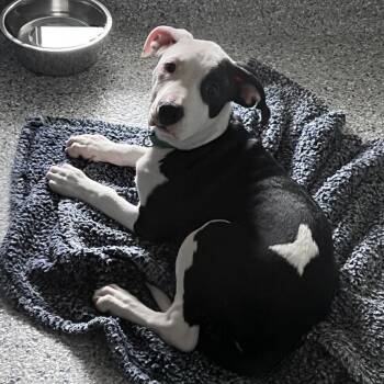 Maggie Moo -  Pit Bull Terrier Dog for Adoption in Ottawa, Kansas - Maggie Moo | PetCurious