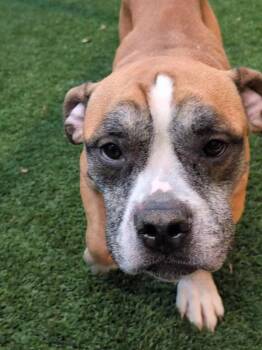 Rescue Pit Bull Terrier Dogs for Adoption in Eagle, Idaho - Shorty **Courtesy Post. Out Of Town Pet. See Below For Details** | PetCurious