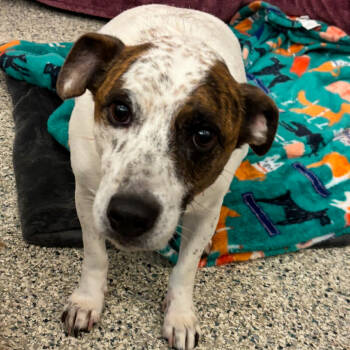 Rescue Jack Russell Terrier Dogs for Adoption - Zoomie | PetCurious