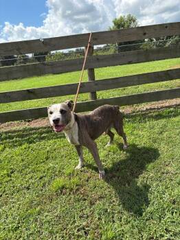 Cricket -  Pit Bull Terrier Dog for Adoption in Wauchula, Florida - Cricket | PetCurious