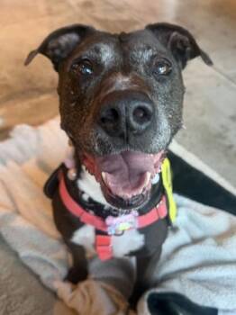 Liza -  Pit Bull Terrier and Mixed Breed Dog for Adoption in Fort Worth, Texas - Liza | PetCurious