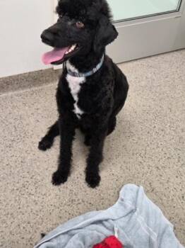 Professor Shadow -  Standard Poodle and Mixed Breed Dog for Adoption in Fishers, Indiana - Professor Shadow | PetCurious