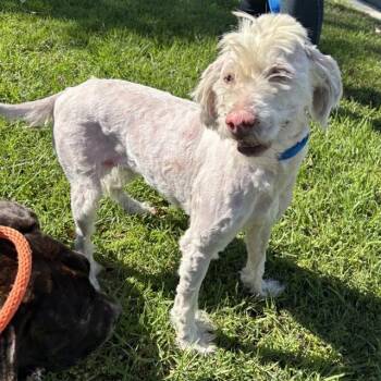Rescue Poodle Dogs for Adoption in Ontario, California - SIA | PetCurious