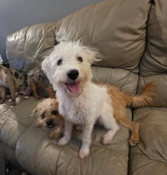 West Highland White Terrier Westie and Miniature Poodle Dogs Available for Adoption in Manvel, Texas - Benson | PetCurious