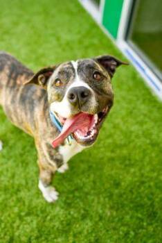 Rescue Pit Bull Terrier Dogs for Adoption in Eagle, Idaho - Lola *Courtesy Post. Out Of Town Pet. See Below For Details* | PetCurious