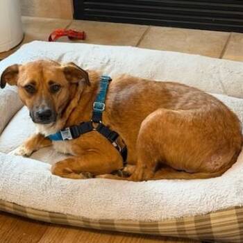 Rhodesian Ridgeback Dogs Available for Adoption - Meringue | PetCurious