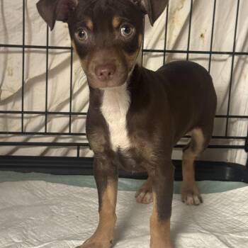 Chihuahua and Miniature Pinscher Dogs Available for Adoption - Jack  | PetCurious
