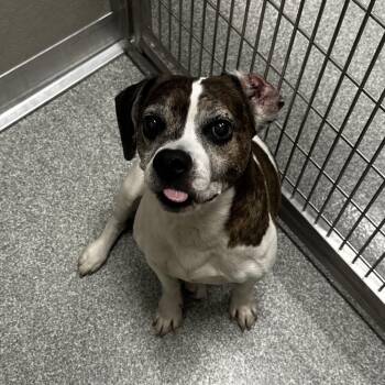 Scrappy -  Mixed Breed Dog Available for Adoption in Oak Brook, Illinois - Scrappy | PetCurious