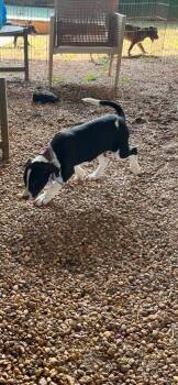Cyclops -  Mixed Breed Dog for Adoption in Taycheedah, Wisconsin - Cyclops | PetCurious