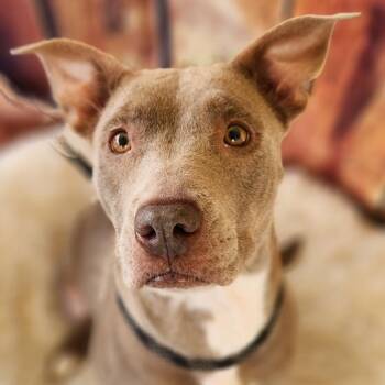 Pit Bull Terrier Dogs Available for Adoption in Austin, Texas - Spicy JuM | PetCurious