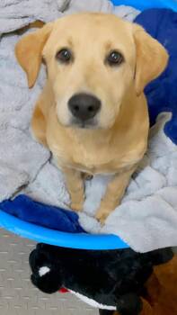 Yellow Labrador Retriever Dogs Available for Adoption - Duke  | PetCurious