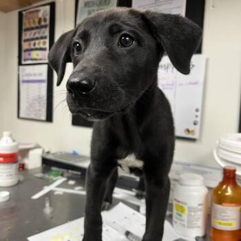 Collete -  Hound and Mixed Breed Dog for Adoption in Birmingham, Alabama - Collete | PetCurious