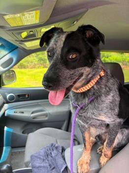 Bandit -  Australian Cattle Dog Blue Heeler Dog for Adoption in Lakewood Ranch, Florida - Bandit | PetCurious