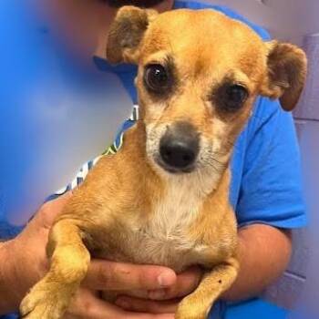 Barbie -  Chihuahua and Mixed Breed Dog for Adoption in Calverton, New York - Barbie | PetCurious