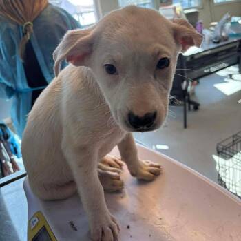 Mixed Breed Dogs Available for Adoption - Porter | PetCurious