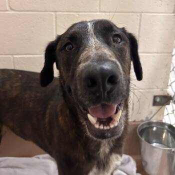 Socks -  Pit Bull Terrier and German Shepherd Dog Dog for Adoption in Reno, Nevada - Socks | PetCurious