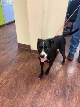 Dog Kennel # 8 Frank -  Pit Bull Terrier and Mixed Breed Dog for Adoption in Greenville, Texas - Dog Kennel # 8 Frank | PetCurious